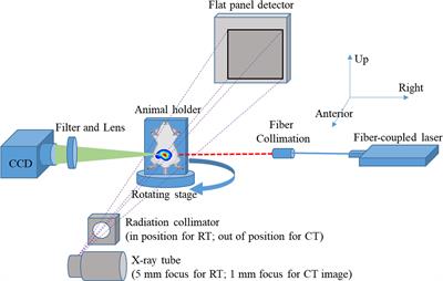 In vivo active-targeting fluorescence molecular imaging with adaptive background fluorescence subtraction